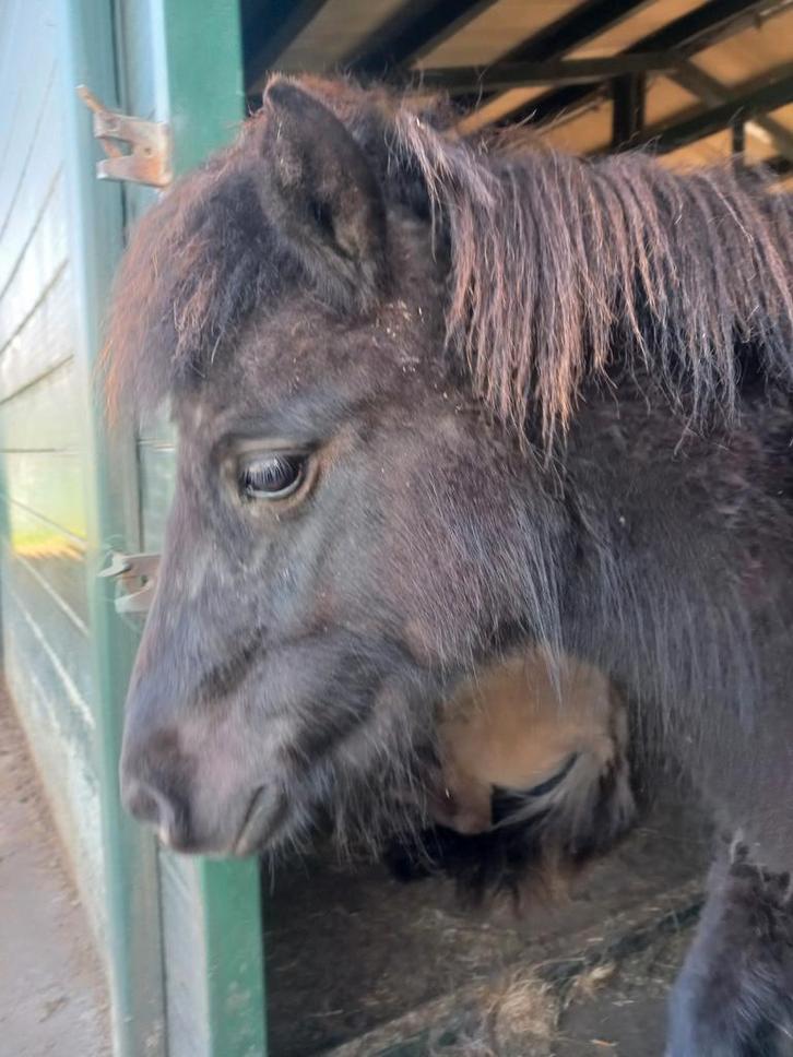 Brave 2 jarige NSPS hengst grotemaat, Dieren en Toebehoren, Pony's, Hengst, Onbeleerd, A pony (tot 1.17m), 0 tot 2 jaar, Met stamboom