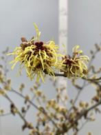 Hamamelis, Toverhazelaar in soorten, Ophalen, Overige soorten, Struik, 100 tot 250 cm