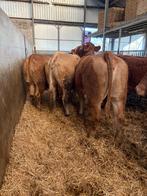 8 zware limousine koeien, Mannelijk