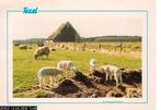 Ansichtkaart	Texel	Schapen, Verzenden, 1980 tot heden, Gelopen, Waddeneilanden
