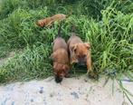 Pups Doberman/Malinois, Dieren en Toebehoren, Overige rassen, 8 tot 15 weken, Parvo, Meerdere