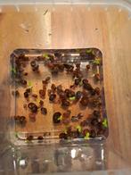 Posthoornslakken, Dieren en Toebehoren