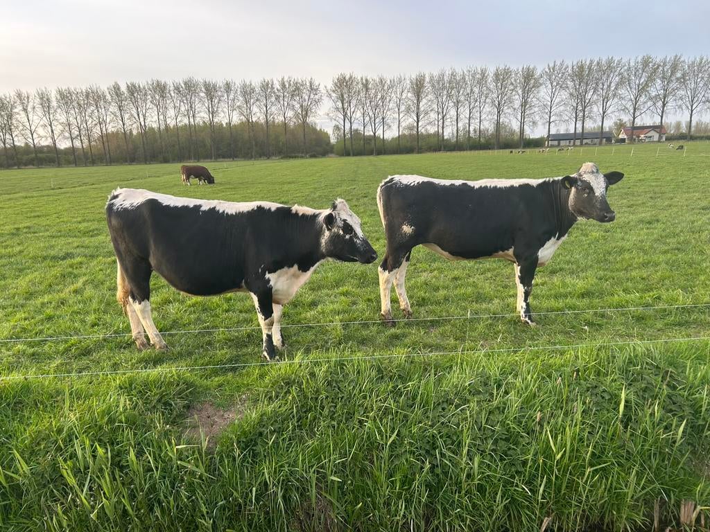 Nog 2 Super witrug pinken!, Dieren en Toebehoren, Vrouwelijk, Geit