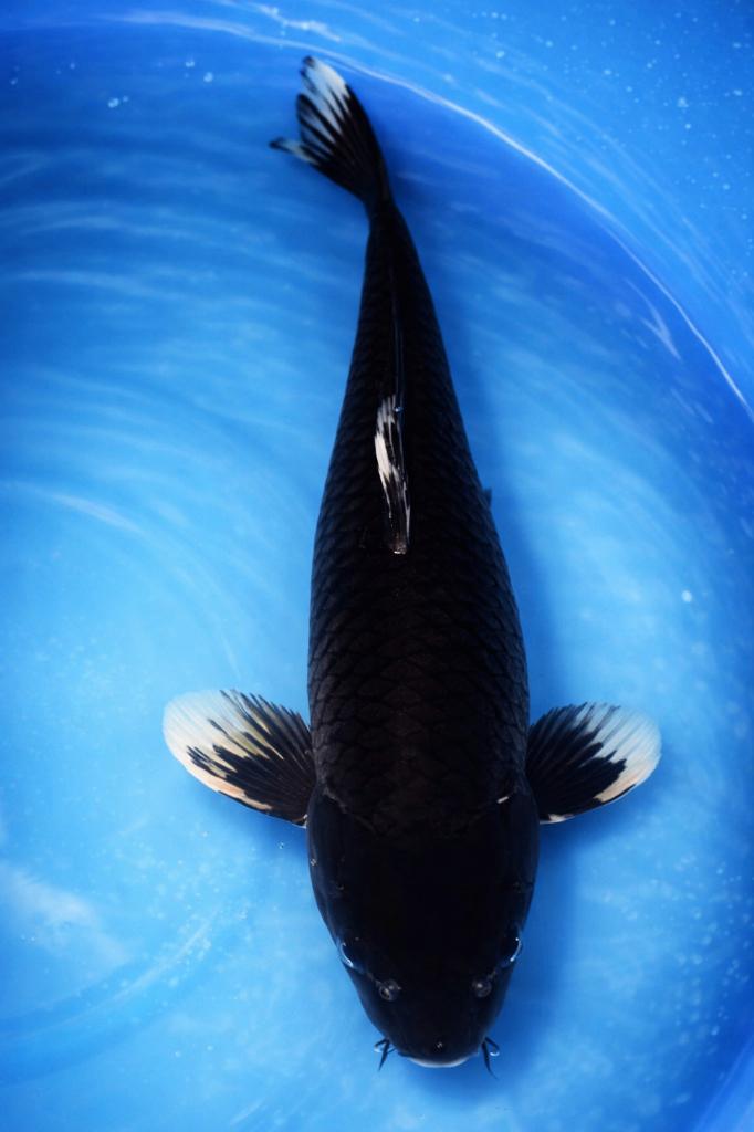 Hajiro 45-51 cm Sansai Kodama, Karper of Koi