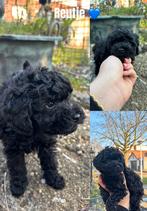 Toypoedel pups, Dieren en Toebehoren, Poedel, 8 tot 15 weken, Meerdere, Meerdere dieren