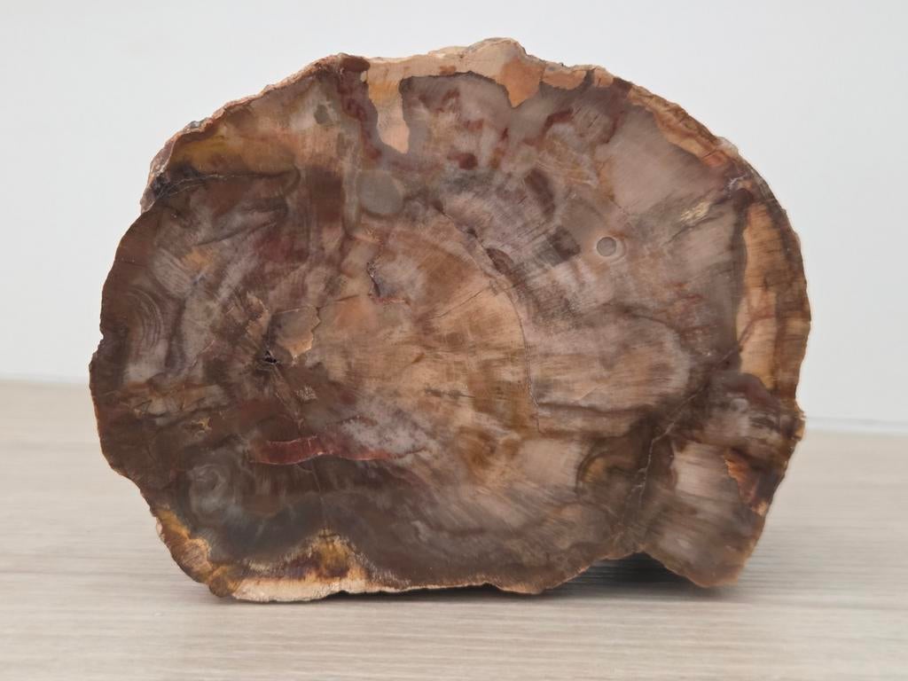 Versteend hout, gepolijste bovenkant, Ophalen of Verzenden