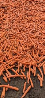 Voerwortelen, Ophalen of Verzenden
