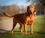 Labrador reuen ter dekking aangeboden, Dieren en Toebehoren, Reu, Meerdere, 3 tot 5 jaar, Nederland