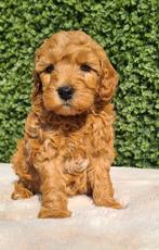Lieve en sociale mini labradoodle pups🧸mini doodle, Parvo, Overige rassen, 8 tot 15 weken, Meerdere