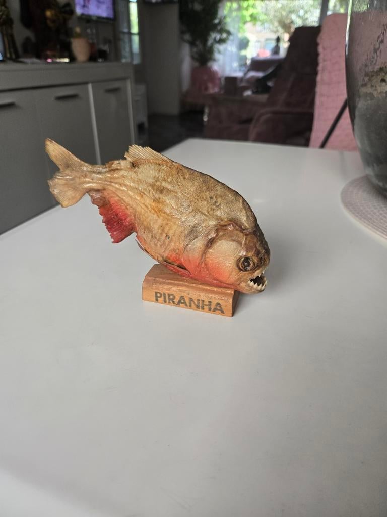 Piranha, Ophalen, Plaatje