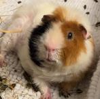 Cavia beertje 3 jaar, Cavia, April, Mannelijk, Tam