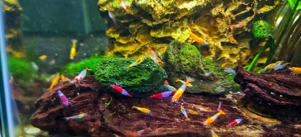 Rode & Oranje Rili Garnalen, Dieren en Toebehoren, Kreeft, Krab of Garnaal, Zoetwatervis, Schoolvis