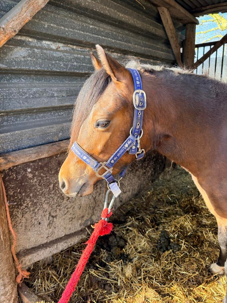 Mooie 2 jarige Welsh merrie, 0 tot 2 jaar, B pony (1.17m tot 1.27m), Onbeleerd, Merrie