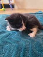 Kitten te koop, Poes