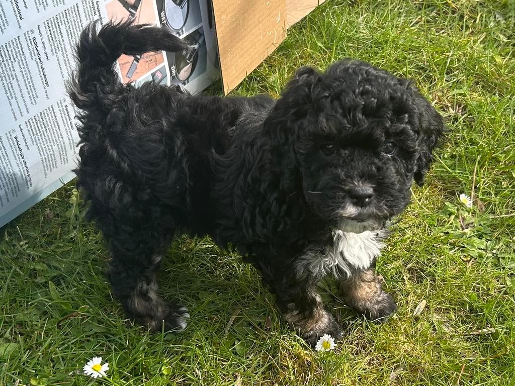 Superlief teefje labradoodle x Maltipoo, Parvo, 8 tot 15 weken, Teef, Eén hond