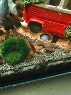 Neocaridina garnalen. Rood, Dieren en Toebehoren, Kreeft, Krab of Garnaal