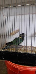 Port Lincoln, Mannelijk