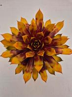 Sempervivum GoldRush p12, Huis en Inrichting, Kamerplanten, Ophalen of Verzenden, Halfschaduw, Minder dan 100 cm