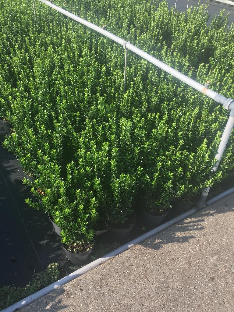 Euonymus Green Spire (beste buxusvervanger) div. maten pot, Ophalen, Overige soorten, Halfschaduw