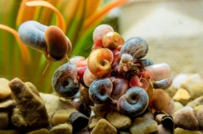 Posthoorn "Ramshoorn" slak Roze of Blauw (Vijver, Aquaria), Dieren en Toebehoren, Slak of Weekdier, Zoetwatervis