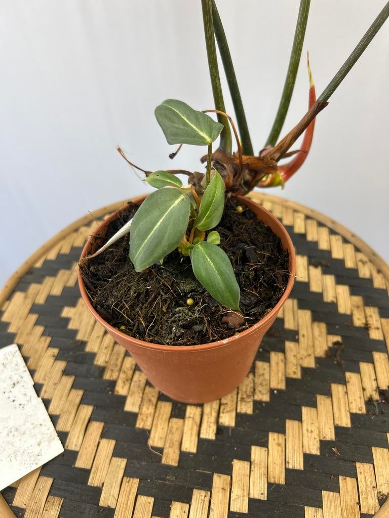 Philodendron Gloriosum - 12cm pot, 40cm hoog, Huis en Inrichting, Kamerplanten, Overige soorten, In pot, Minder dan 100 cm, Groene kamerplant