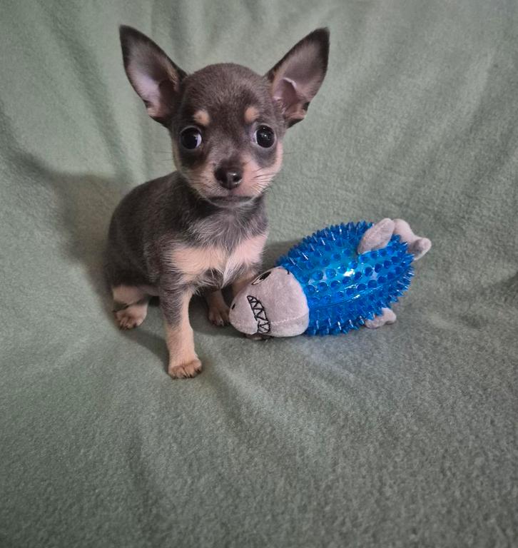 Prachtige en bijzonder mooie kleur chihuahua pup, Dieren en Toebehoren, Honden | Chihuahua's en Gezelschapshonden, Reu, Chihuahua
