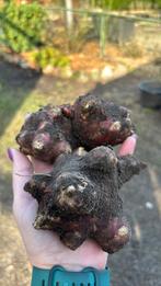 Aardpeer biologisch, Ophalen, Voorjaar, Knol