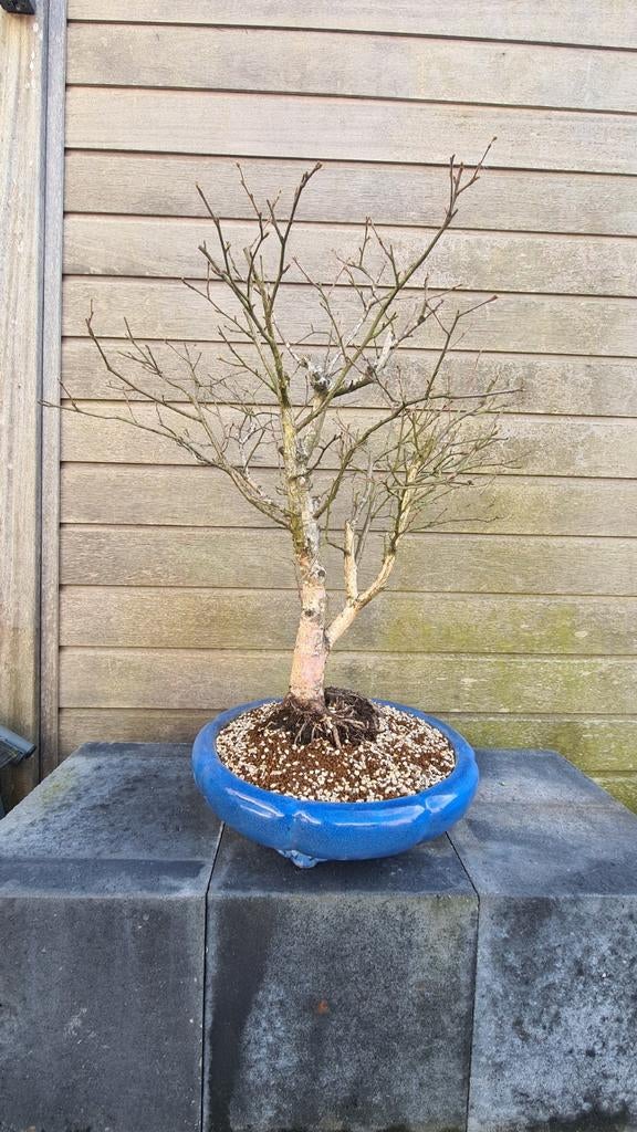 Betula Pendula pre-bonsai, Volle zon, Vaste plant, Lente, Ophalen