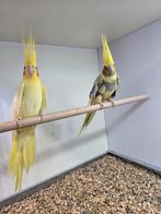 Koppel valkparkieten, Meerdere dieren, Parkiet, Geringd