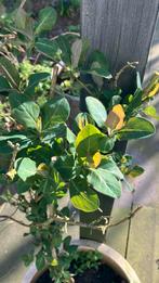 Kamperfoelie in mooie aardewerken pot, Ophalen, Minder dan 100 cm, Overige soorten, Zomer