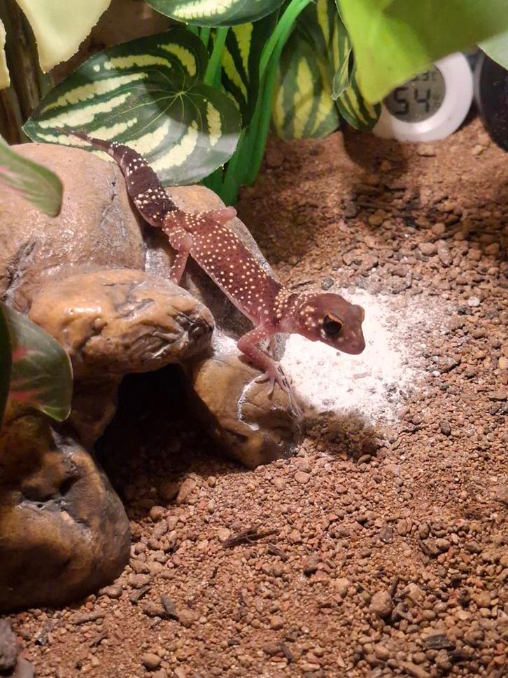 Twee dikstaartschors gekko Leopard Gecko - female for sale from underwood gekko