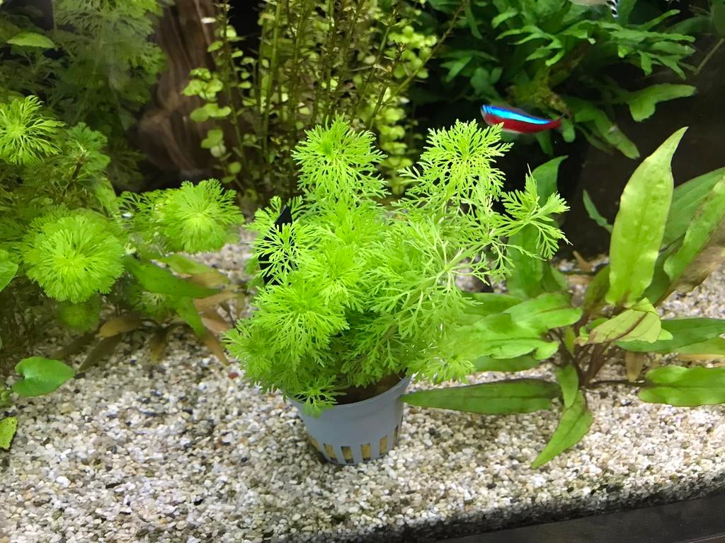 Mooie dwerg ambulia (Limnophila sessiliflora), Ophalen of Verzenden, Nieuw, Plant(en), Steen of Hout