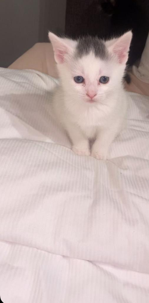 Kittens, Meerdere dieren