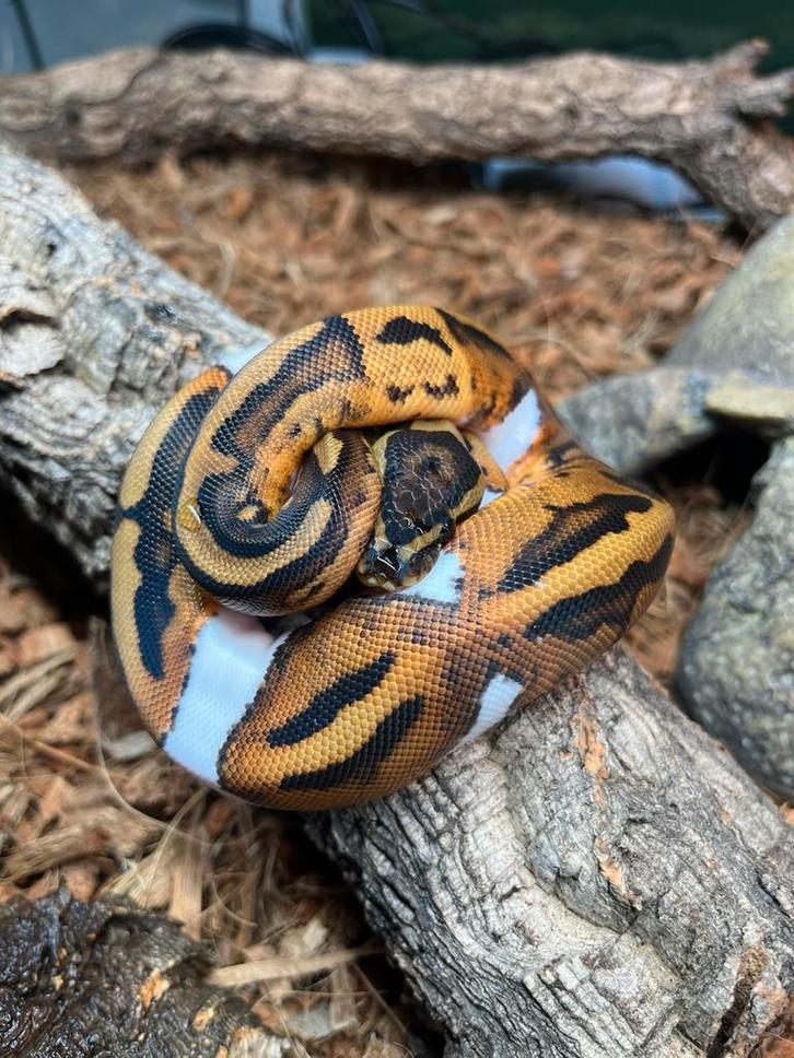 Koningspythons 3 Ball Python - female for sale from jan