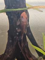 Ancistrus super reds met het longfin gen volwassen 4 stuks, Vis