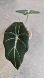 Alocasia Black Velvet, Ophalen of Verzenden, Halfschaduw, Minder dan 100 cm