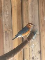 Kweekkoppel damalijster, Dieren en Toebehoren, Vogels | Overige Vogels, Meerdere dieren, Geringd