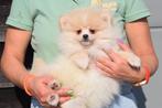 Dwergkees pup, Pomeriaan ,keeshond ,spitz, Keeshond, 15 weken tot 1 jaar, Buitenland, Parvo