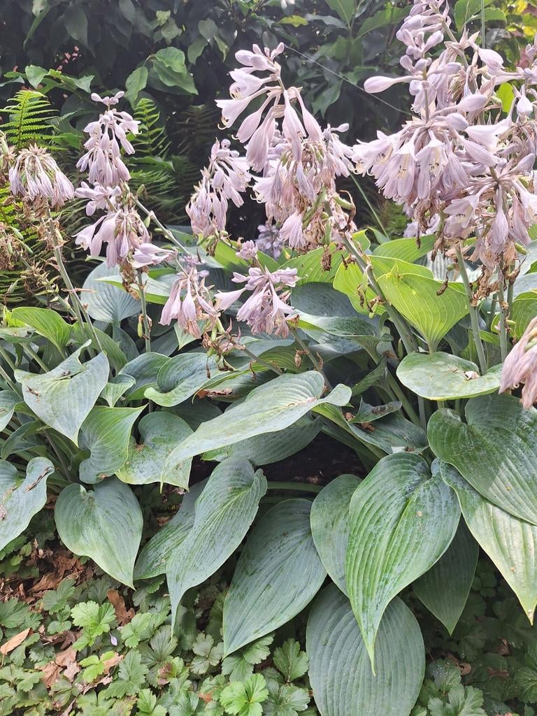 Hosta's, Ophalen, Overige soorten, Halfschaduw