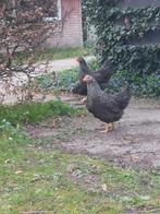 Mechelse Koekoek - Rustige kippen - Leuke uitstraling, Dieren en Toebehoren, Mannelijk, Kip