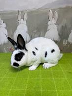 Jong voedster dwerg rex dalmatiner, Dieren en Toebehoren, Konijnen, Vrouwelijk, Dwerg, 0 tot 2 jaar