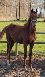 Mooie luxe kwpn jaarling, Dieren en Toebehoren, Paarden, Merrie, Minder dan 160 cm, 0 tot 2 jaar