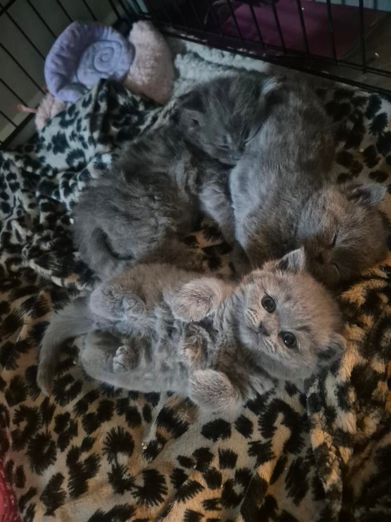 “Britse Korthaar/Langhaar kittens – 1katers & 1 poes –, Dieren en Toebehoren, Katten en Kittens | Raskatten | Korthaar, Meerdere dieren