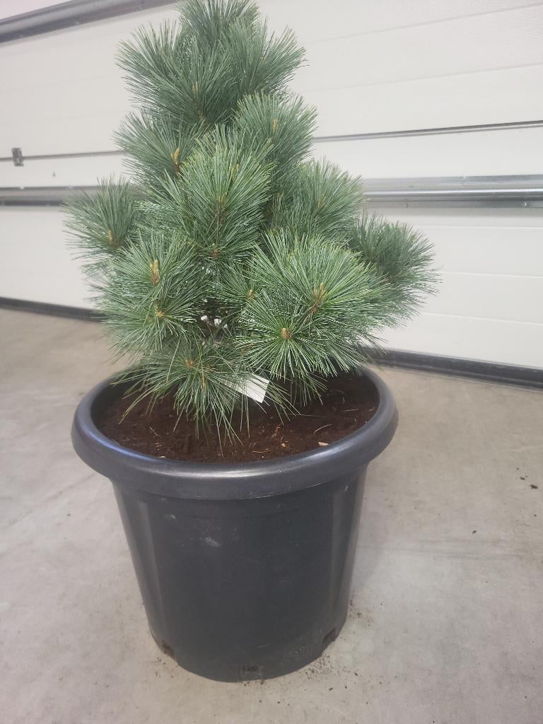 1 Pinus Strobus Secrest, Tuin en Terras, Planten | Bomen, Bloeit niet, Overige soorten, Minder dan 100 cm, Ophalen