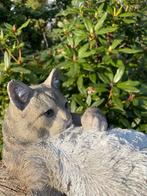Poes, kat, liggend Grijs, tuin, gazon, boerderij 40cm, Ophalen of Verzenden, Nieuw, Kunststof, Dierenbeeld