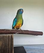 Stromboli zoekt een huisje! (Turquoisine parkiet), Mannelijk, Parkiet