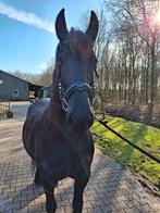 Mooie ster merrie, drachtig van Martinus 539, Merrie, Met stamboom, Niet van toepassing, 7 tot 10 jaar