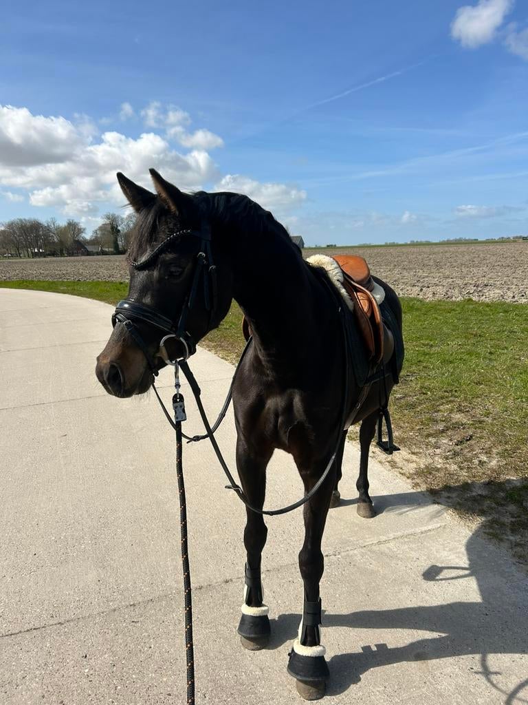 Welsh D-pony’s – PRIJS VERLAAGD!, Merrie, Zadelmak, D pony (1.37m tot 1.48m), 3 tot 6 jaar