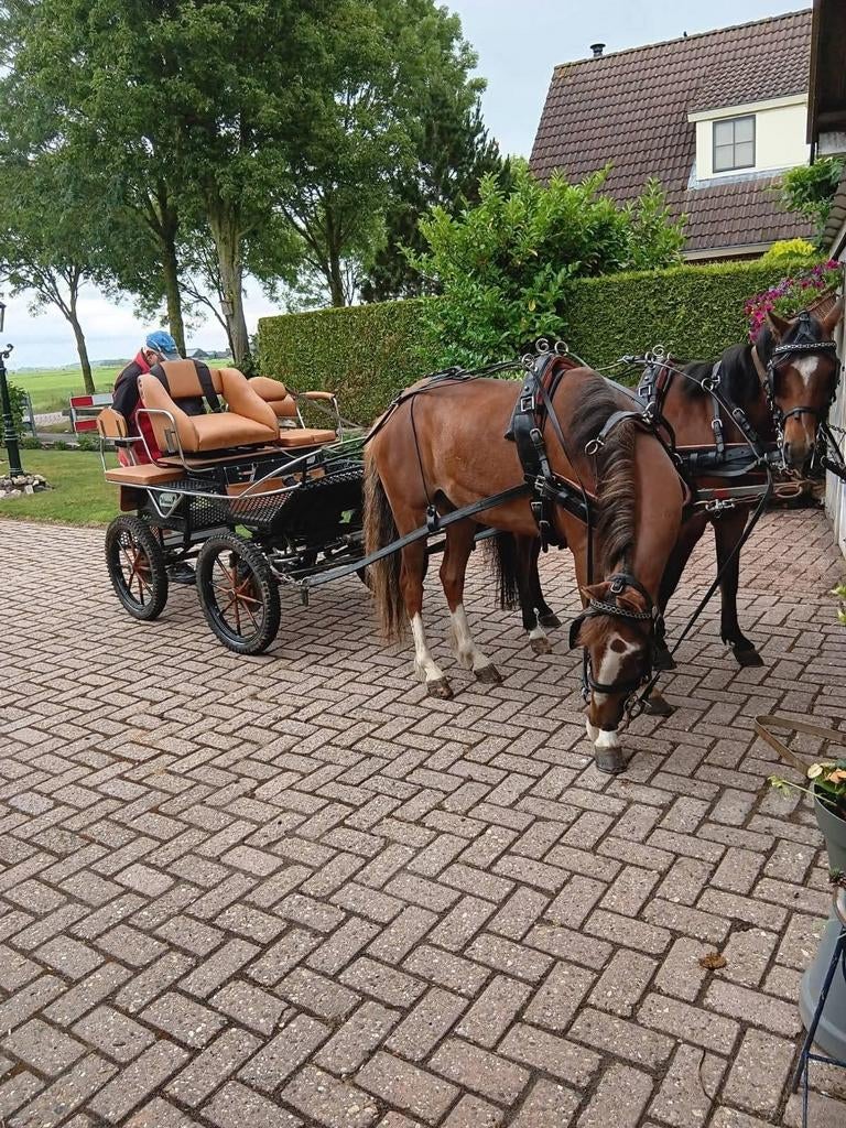 2 kleine hackneys, 8 jaar, compleet met kar en tuig, Meerdere dieren