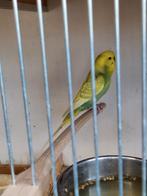 Diverse kleurrijke grasparkieten 2025 ook koppels, Meerdere dieren, Parkiet